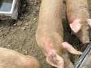 Oink oink