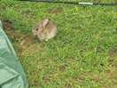 Little rabbit came to assist us to put up tent