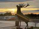 Stag sunset