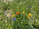 Wild flowers right by our camp