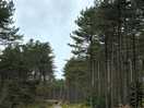 Llandwyn beach and woods