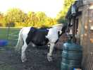 Lovely horse.