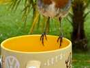 Resident robin saying hello