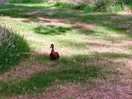 Duck that came to visit us while we were sat by a bench near the lakes.