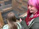 Ferrets