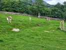 Donkeys