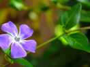 Natura