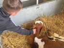 Petting the cows