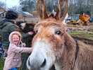 Campsite donkeys