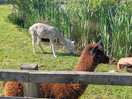 Animal who live there