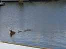 Family of grebes