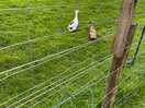 Ducks!