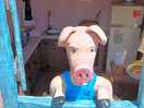 The town is well known for their pork 'jambon' which are legs of pork.
