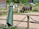 More horses