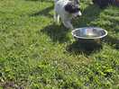 Dog park