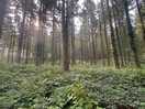 Into the forest