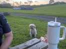 Owners friendly dog