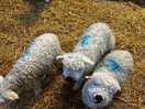 Lambs