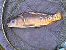 Carp fishing on site