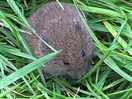 Wildlife