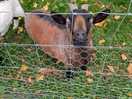 Cute little goat