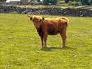 Highland cow