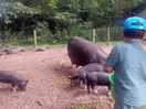 Feeding the pigs