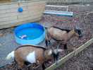 Goat pen