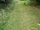 Woodland walk