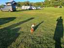 Our dog
