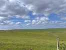 Horse field next door