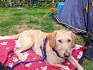 Competed at agility & then to rest