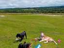 My dogs next to the tent.