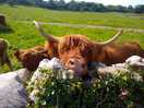 Highland cows