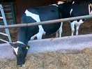 Evening walk to see the diary cows