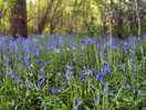 Bluebells in bloom