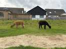 More hairy, humpless camels