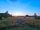 Meadow