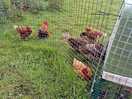 Farm animals