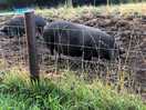 Pigs