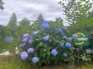 Beautiful gardens