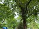 English oak great shade
