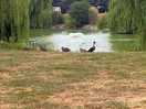 Loved the ducks
