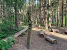 Forest trees