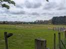 Local view