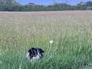 Happy floki in the long grass