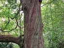 Twisted tree trunk wow
