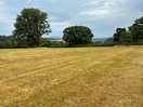 Clear meadow