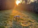 Good for dog walks