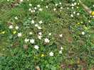 Wood anenomes.